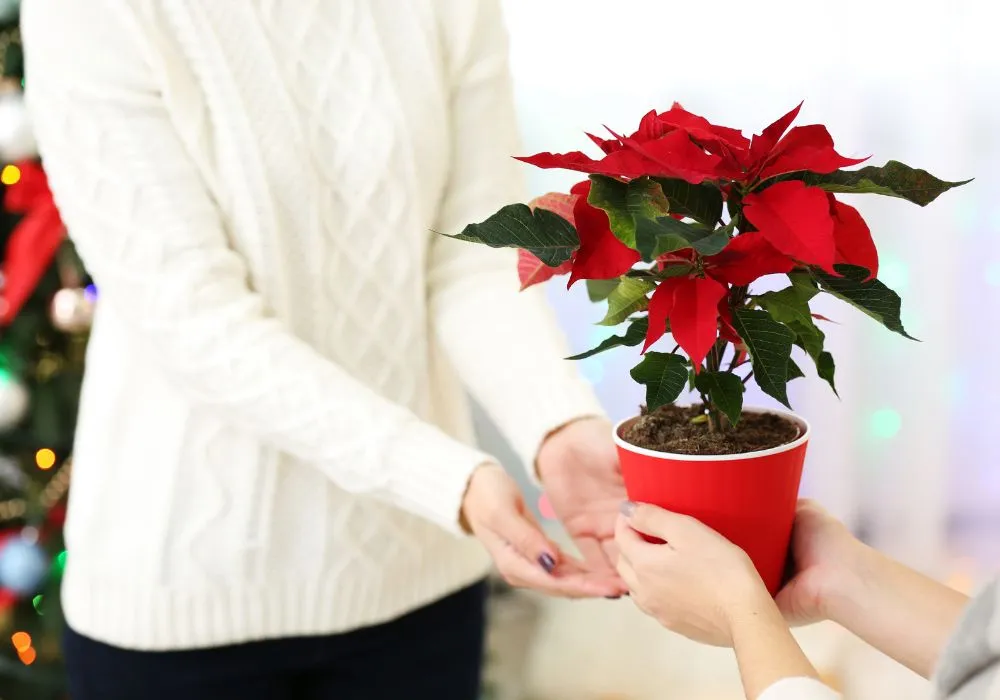 Christmas flower gifts