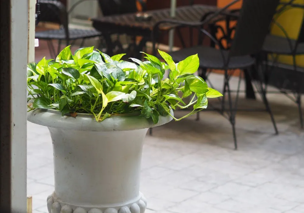 Commercial plants for dining spaces