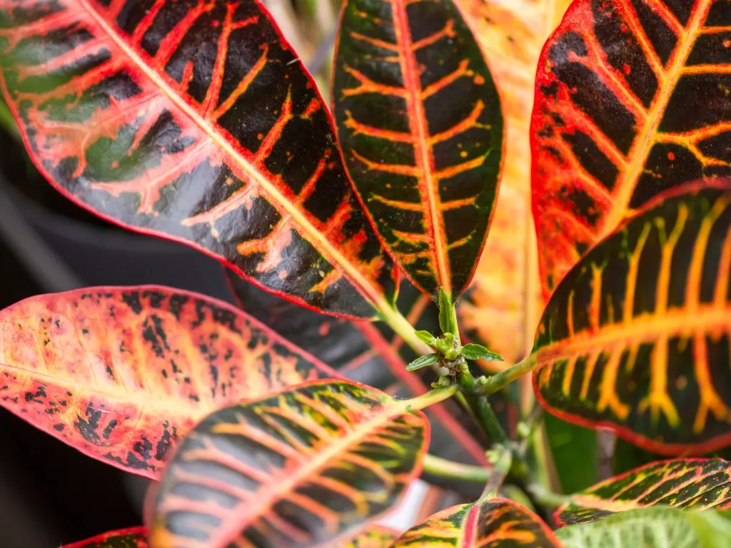 Croton (Codiaeum variegatum)