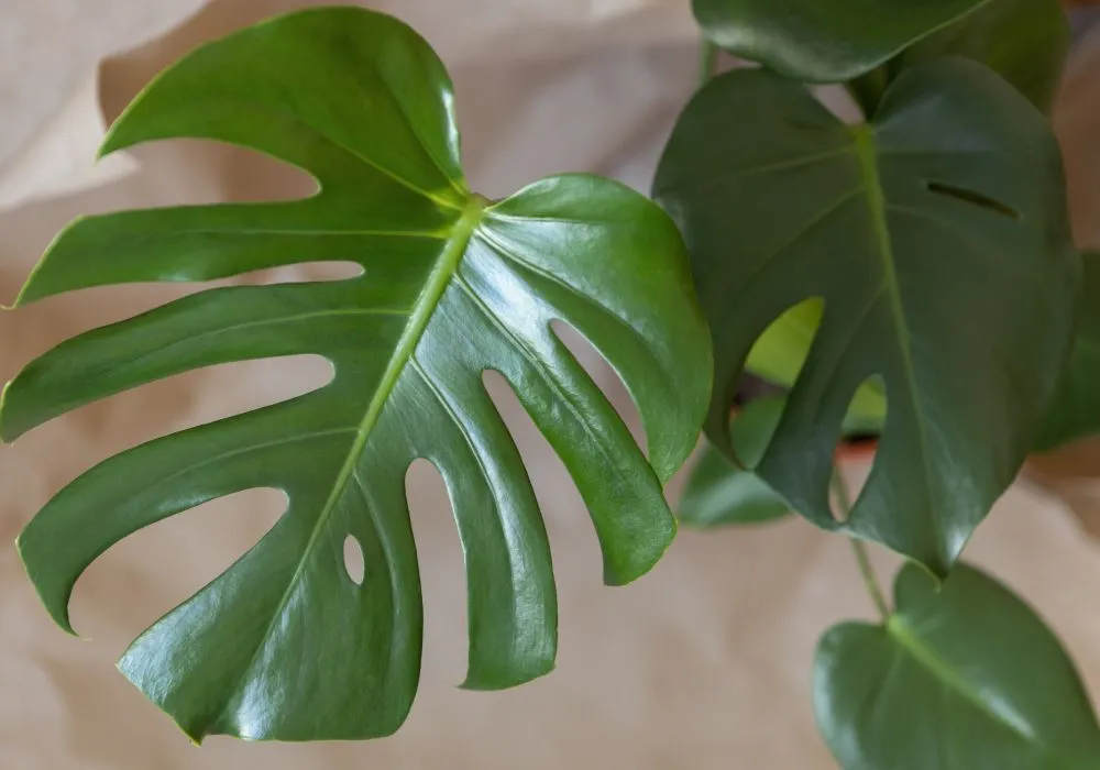 Easy-care plants for gentle morning light