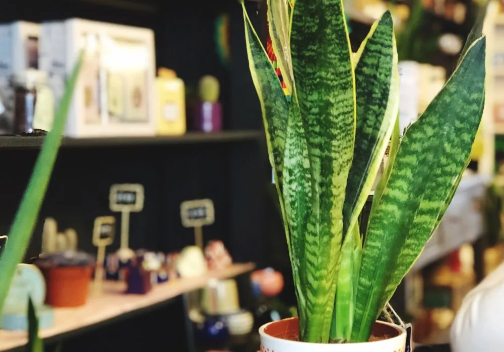 Elegant plants for fine dining