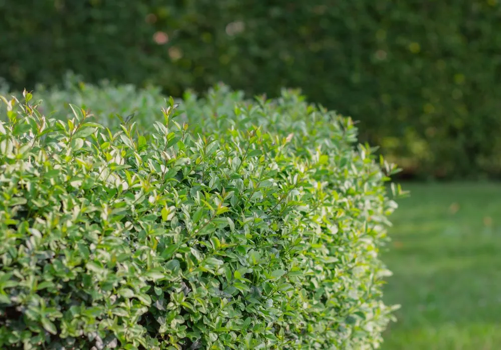 Garden and patio plants
