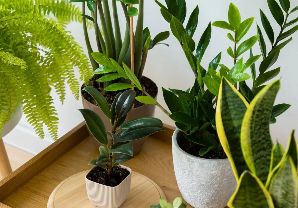 Greenery for cafes and restaurants