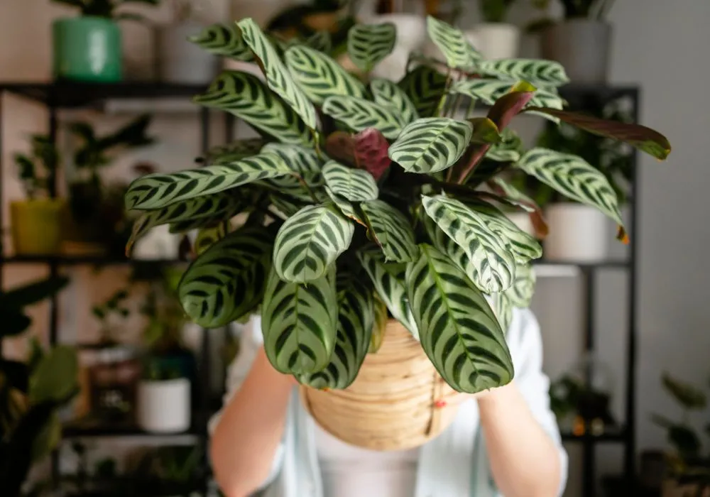Houseplants that thrive in east-facing windows