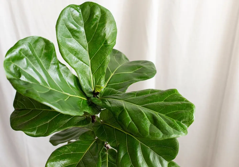 Ideal plants for morning sun