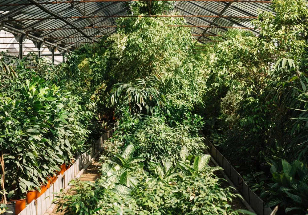 Mall plant selection