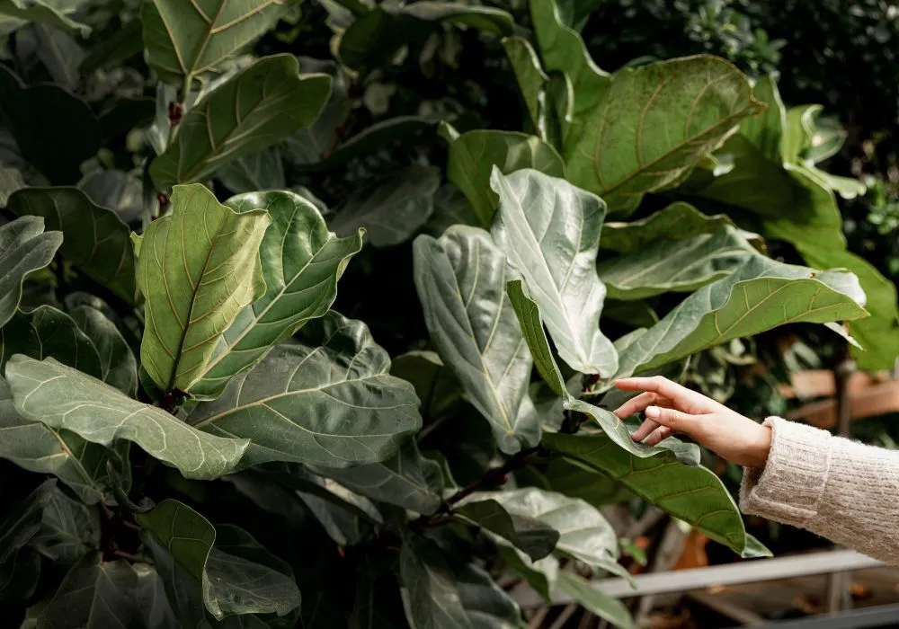 Plants to enhance mall ambiance