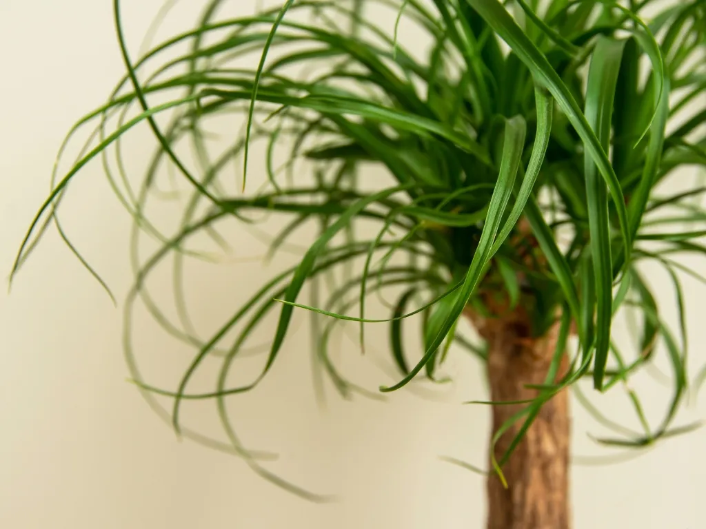 Ponytail Palm (Beaucarnea recurvata)