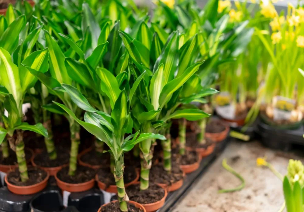 Shopping mall plants