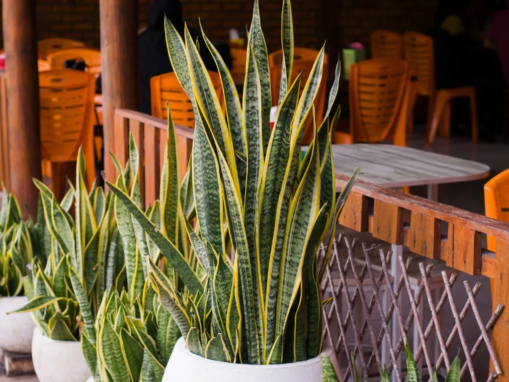Snake Plant (Dracaena trifasciata)