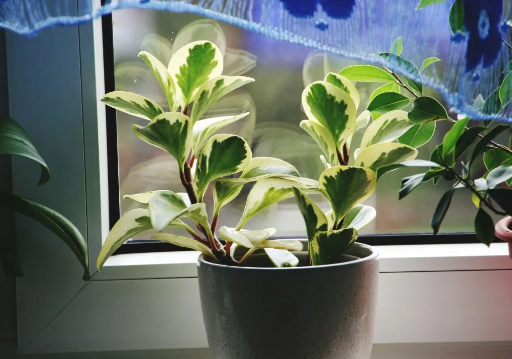 Top-rated plants for eastern exposure