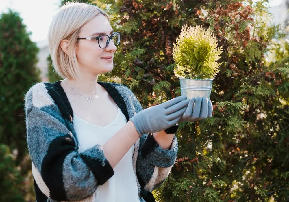 christmas plants flowers